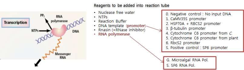 in vitro transcription 모식도 및 반응에 쓰인 재료들