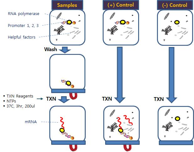 자성 나노 입자 – 프로모터 복합체를 이용한 in-vitro transcription 과정.