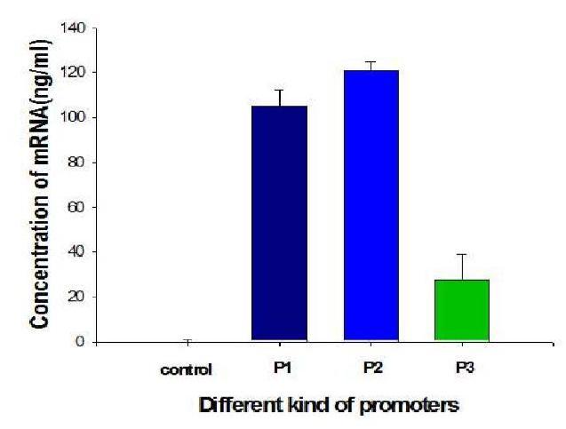 자성 나노 입자 - Promoter 복합체를 이용한 in-vitro transcription을 수행 결과.