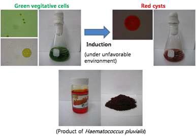 Haematococcus pluvialis의 2가지 유형 및 정제 후 상태.