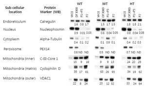 세포 내 여러 기관에 존재하는 단백질에 대한 1차 항체로 western blotting한 결과. 미토콘드리아 정제과정과 분획은 그림3-1.2와 동일함. 각 WCE의 결과를 “1” 단위기준으로 하여 계산된 단백질 수준을 해당 단백질 밴드 아래 숫자로 나타냄. ND, 검출한계 이하.