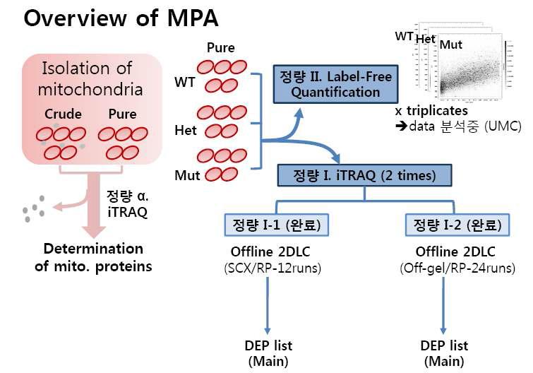 iTRAQ방법으로 미토콘드리아 펩티드를 정량하는 과정을 보여주는 흐름도