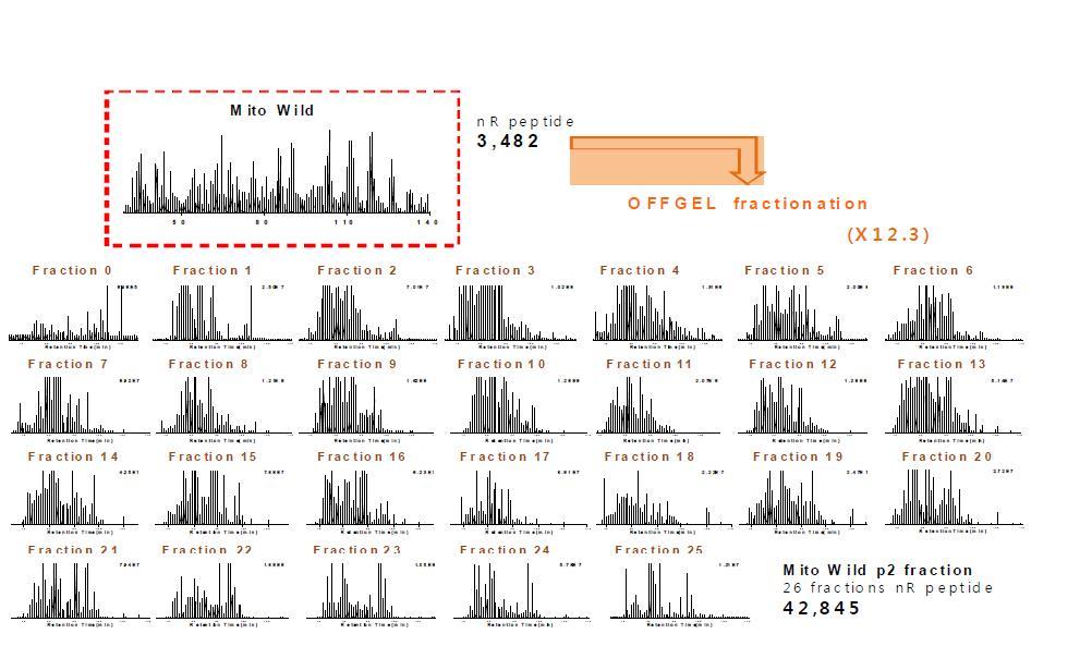 기존의 분석을 통해 얻은 미토콘드리아 LC/MS 분석결과 (상단)와 개선 방법을 통하여 얻은 26개의 미토콘드리아 OFF-GEL 분획을 동일한 LC/MS 분석방법으로 동정한 non-redundant (nR) 펩티드 수.