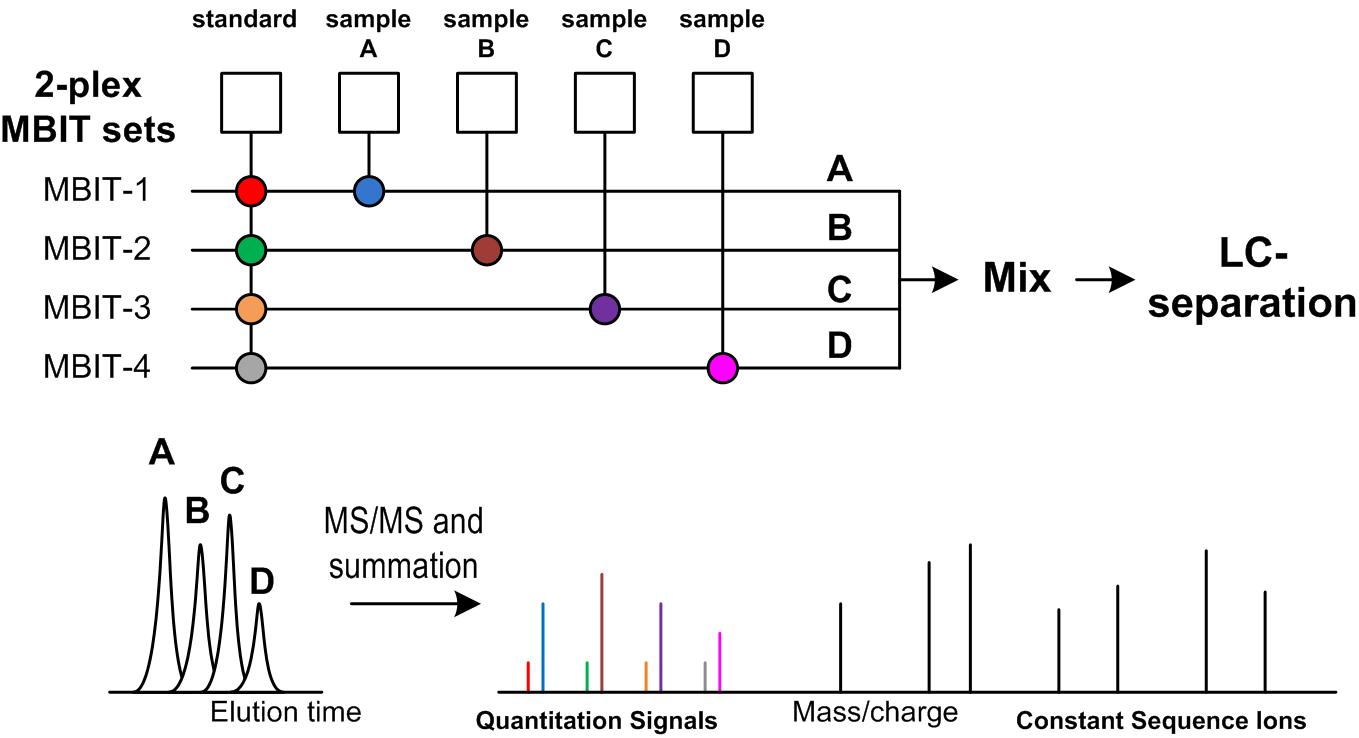 2종 이상의 2-plex MBIT 세트를 이용한 multi-2plex 다중정량 분석기술 개념도