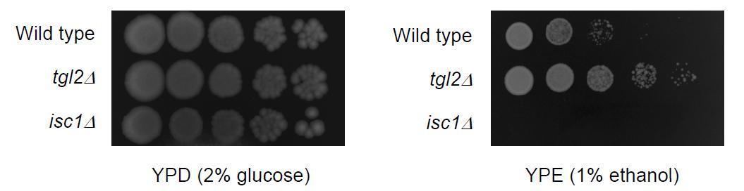 글루코오스 배지와 에탄올 배지 상에서의 효모의 성장형태. wild type의 효모와 tgl2 유전자 또는 isc1 유전자를 제거한 효모의 성장형태를 비교한 결과.