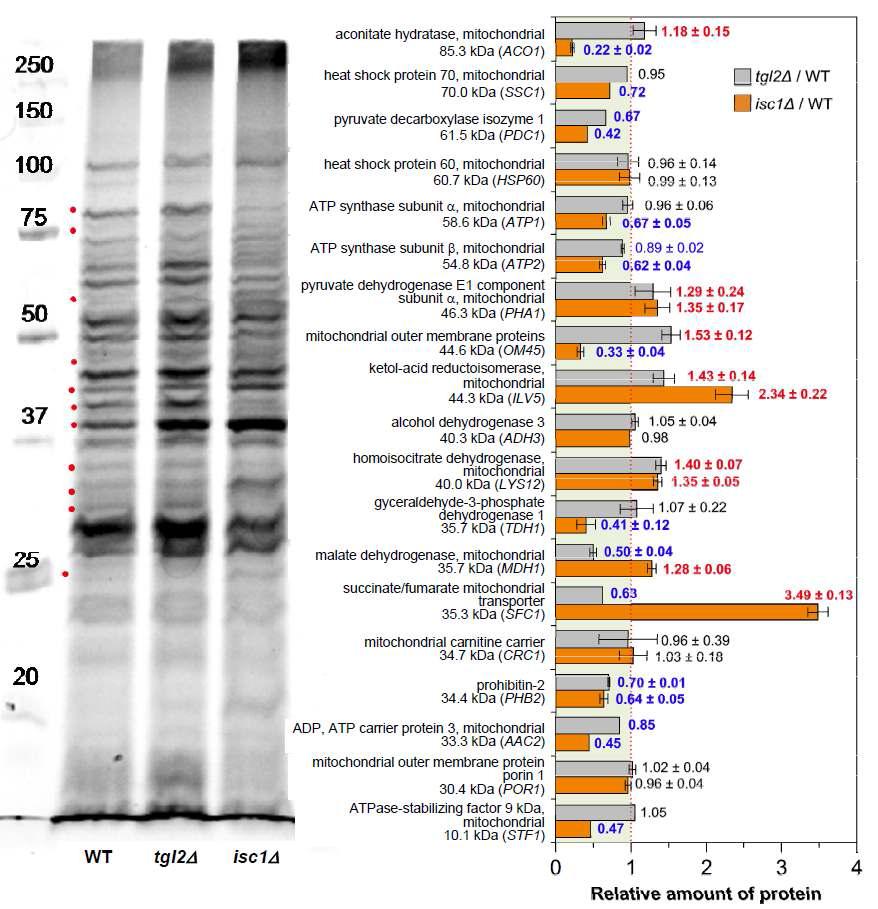 Wild type (wt) 효모와 특정 유전자(tgl2, isc1)를 제거한 효모로부터 추출한 미토콘드리아 단백질의 젤 이미지와 High-Mass 정량신호를 이용하여 정령분석한 결과