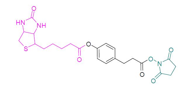 Acid-cleavable biotin affinity tag의 구조