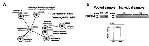drug metabolism 관련 단백질들과 FKBP4의 western blot 실험
