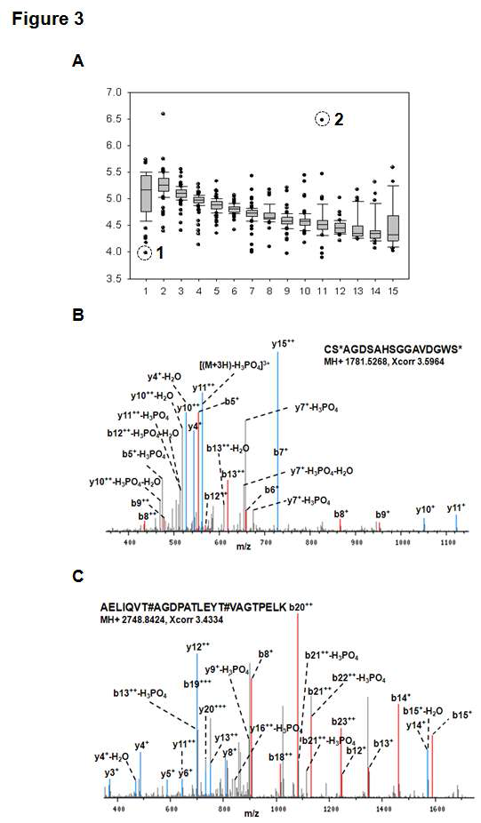 인산화단백질의 분자량과 SDS-PAGE 상에서의 이동거리 관계