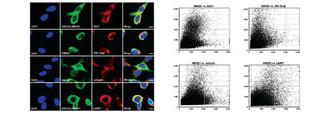 형광현미경을 이용한 세포질 구성분과 HMGB1의 분포 양상 분석