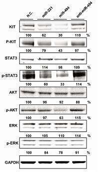 GIST 세포주에 miR-494를 과발현 시킨 경우 세포내 주요한 하위신호전달체계의 변화 분석