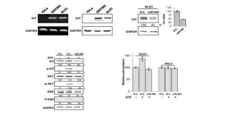 대장암 세포주 DLD-1에서 KIT의 과발현을 검증 (위쪽 panel). 이러한KIT의 활성화와 세포성장은 miR-494의 과발현을 통해 하위신호전달체계가 차단되고 세포성장의 억제가 관찰됨. (아래쪽 panel)