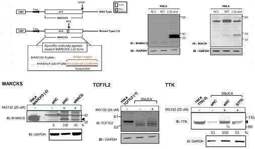MARCKS 돌연변이 단백질 특이 항체 제작과 검증 (위쪽 panel). 돌연변 이형 단백질의 표현분석. MARCKS의 경우 미량의 돌연변이형 단백질이 proteasome inhibitor (MG132)처리 후 검출됨. TCF7L2와 TTK의 경우 돌연변이형 단백질 표현분석 결과 endogenous form의 발현이 미량 검출 되었으며 이는 MG132 처리 후 증가함.