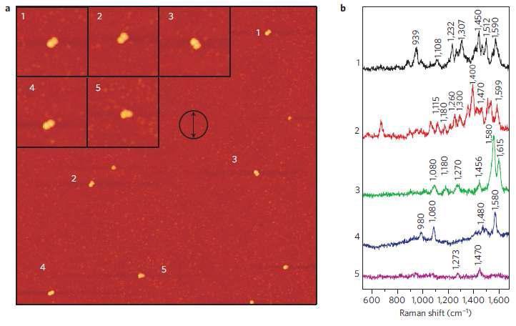 AFM-correlated NanoRaman measurements and acquired Raman Spectra. a. AFM images, b. corresponding Raman spectra