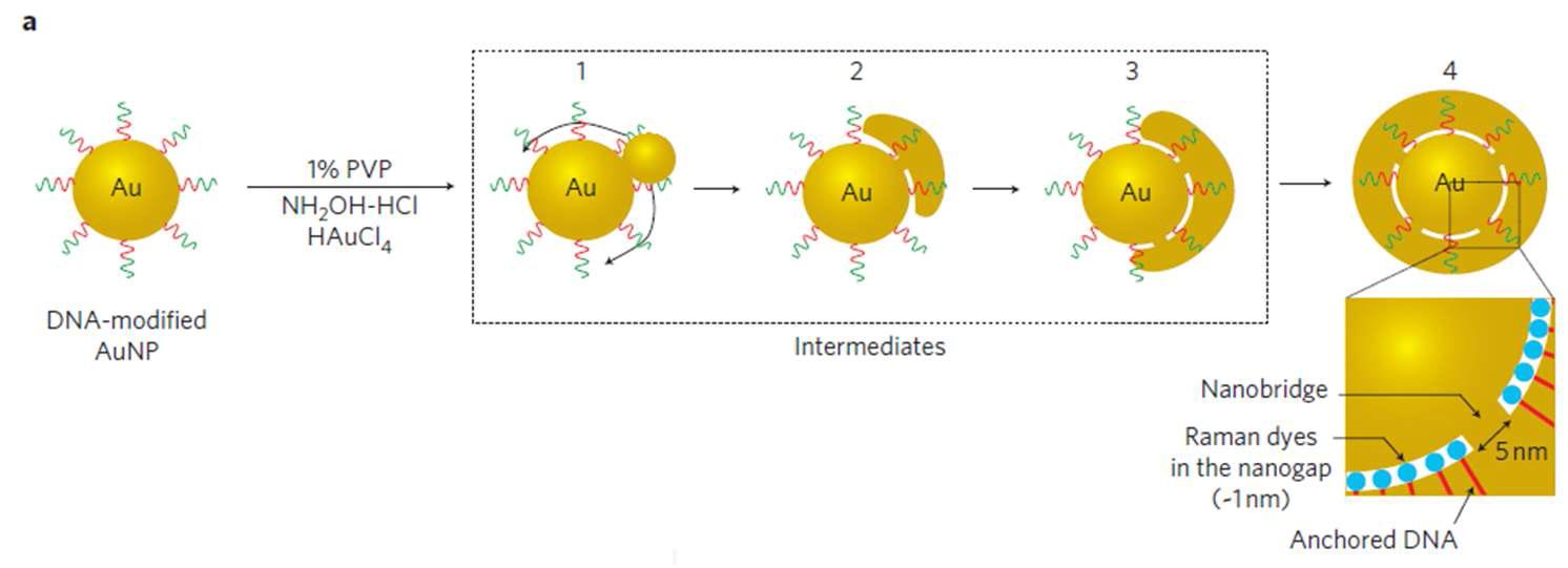 입자 내 갭을 갖는 라만 발광 금-금 코어쉘 나노입자의 합성방법