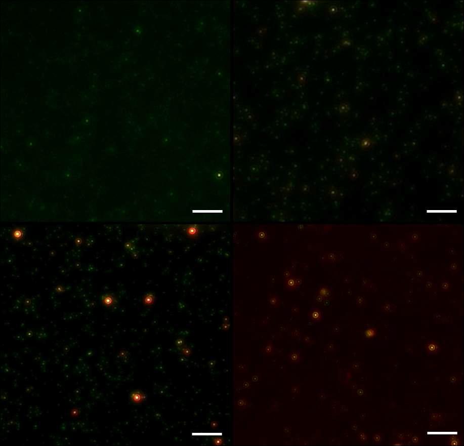다크필드 현미경으로 관찰한 salt 농도에 따른 금 나노입자의 광학적 성질 변화