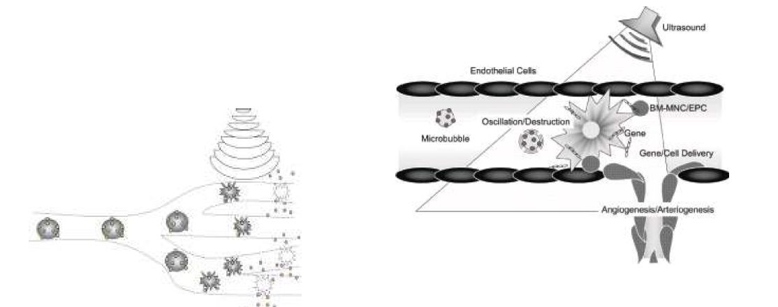 Microbubble이 Sonogram에 의해 특정부위에서 분쇄되는 것을 보여주는 모식도6