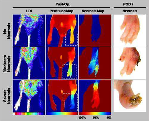 Hind limb ischemic 동물모델에서 기존의 laser Doppler (LDI)보다 훨씬 민감 하게 혈액의 흐름을 보여주는 영상 기법으로서 혈관의 기능의 정량적 조사에 유용함. 표적단백질의 임상적 유의성을 검증하는데 좋은 영상기법임.