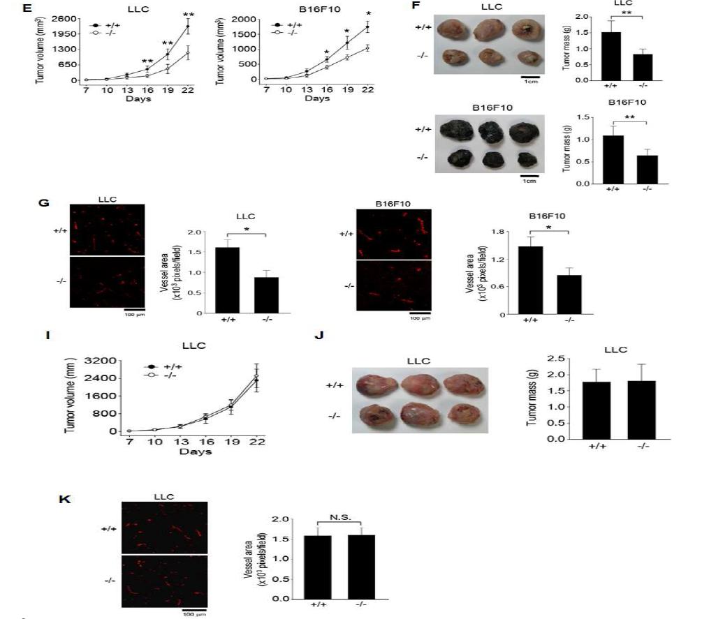 PrxII deficiency reduces angiogenesis in wounded region and tumor.