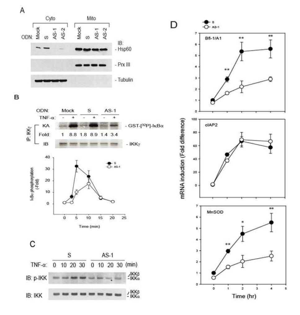 Cytosol Hsp60 regulates TNF-a-induced IKK/NF-kB activation in HASMCs.