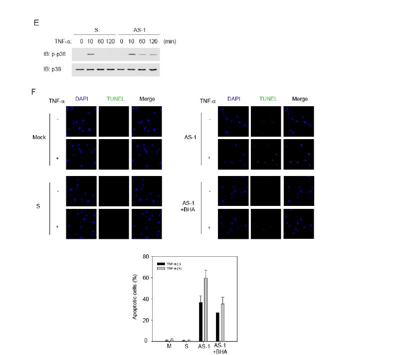 Cytosol Hsp60 regulates TNF-a-induced IKK/NF-kB activation in HASMCs.