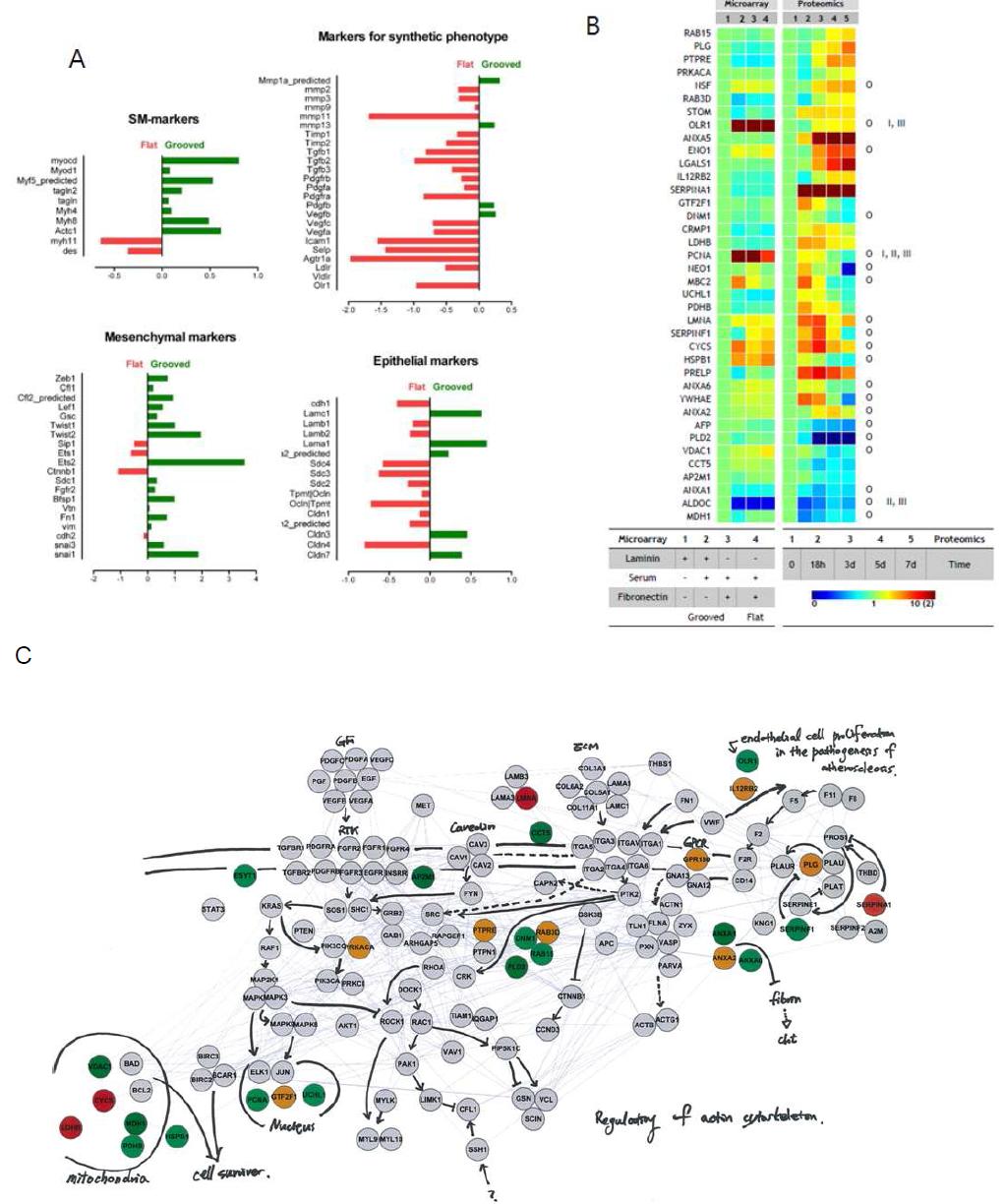 그림 4. Systematic analyses of restenosis target candidate proteins via merging microtopographic in vitro culture and in vivo carotid proteome