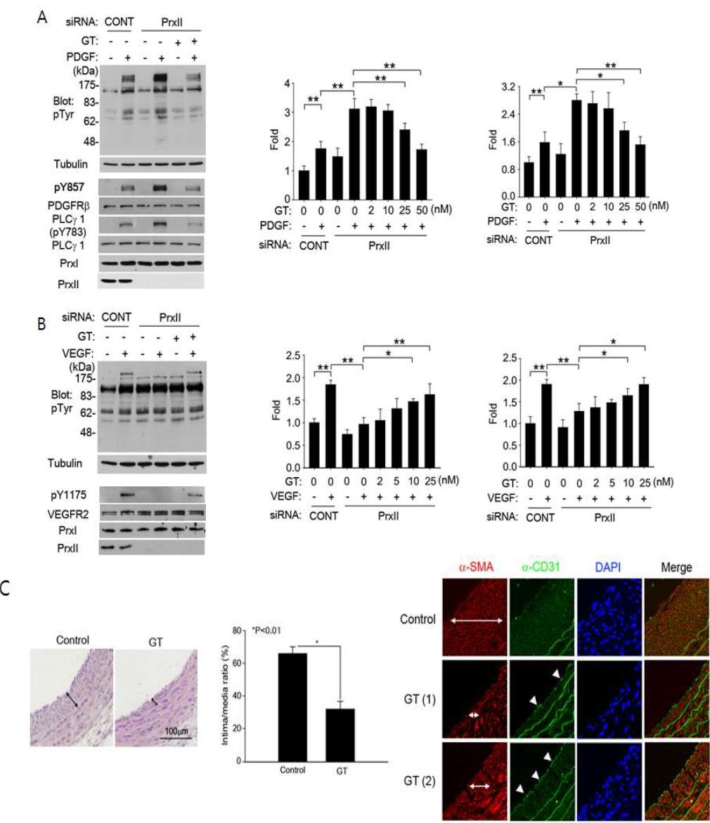 Gliotoxin is the negative regulator of PDGFR signaling and positive regulator of VEGFR signaling