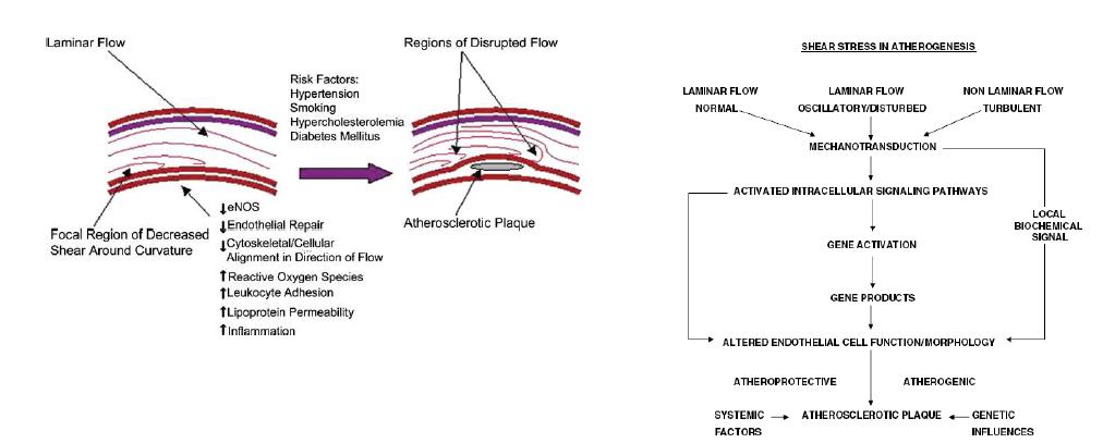 Atherosclerosis에서 shear stress의 역할2)