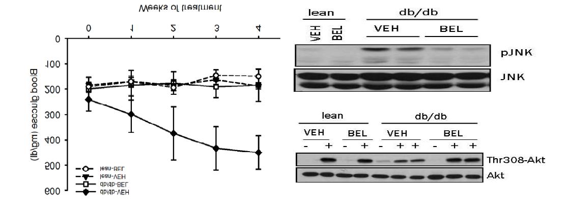 PLA2 inhibitor 인 BEL 의 in vivo 투여로 인한 db/db mouse에서 당뇨병의 예방 (left). Western blot 을 시행한 결과 BEL 투여로 insulin 의 tail vein injection 후 Akt phosphorylation 이 증가됨이 나타났으며 insulin signaling 이 호전되었으며 이는 insulin resistance 의 marker 인 JNK phosphorylation 의 감소에 의한 것임을 알 수 있었다 (right).