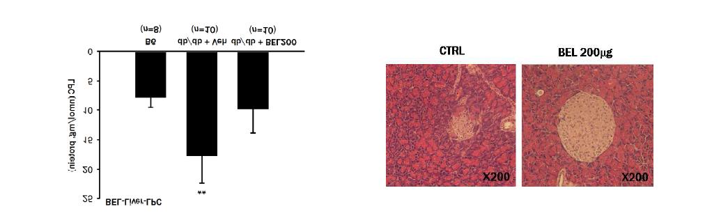 db/db mouse의 insulin targe tissue 인 liver, muscle 등에서 LPC content 가 유의하게 증가되어 있으며 PLA2 inhibitor 인 BEL의 in vivo 투여 후 LPC content 가 유의하게 감소되어 있어 BEL 등PLA2 에 의한 blocking agent 의 당뇨병 예방/치료 효과를 보여주었다 (left). 이때 β-cell mass 도 유의하게 증가하여 β-cell lipid injury 또한 감소함을 알 수 있었다 (right).