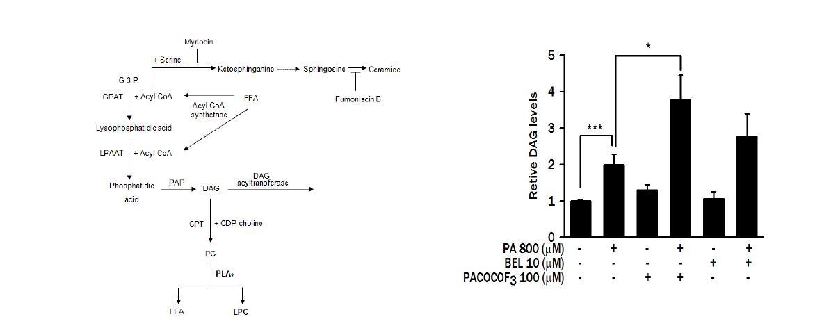 Conversion pathway from fatty acid to터 DAG, ceramide and LPC (left). Increased DAG content after PA treatment was further augmented by PACOCF3 (right), while insulin resistance was improved as in Fig. 3, suggesting the role of LPC rather than DAG in fatty acid-induced insulin resistance.