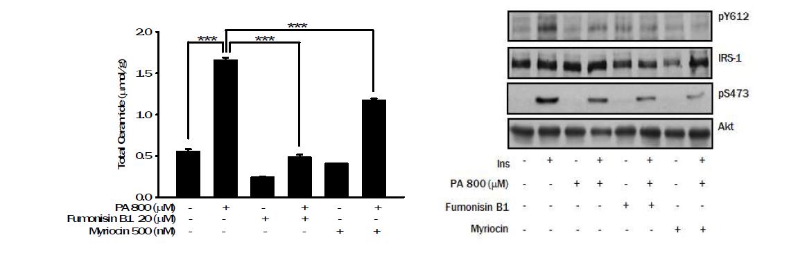 Ceramide synthesis inhibitor 인 Fumonisin B1 또는 Myriocin 으로 palmitic acid 로부터 ceramide 로의 변환은 억제가 되어 myotube 내 ceramide content 는 유의하게 감소함 (left). Fumonisin B1 또는 Myriocin 전처치로 인해 Akt phosphorylation, IRS-1 tyrosin phosphorylation 으로 측정한 palmitic acid 의한 insulin resistance 는 개선되지 않음 (right).