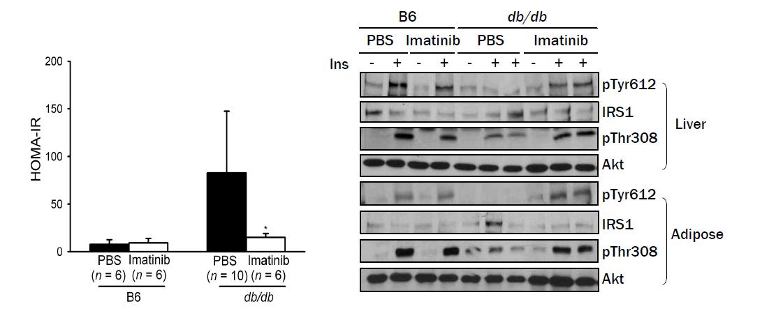 IPGTT 후 계산한 HOMA-IR index 도 Gleevec에 의해 유의하게 감소하여 insulin resistance 의 호전을 보여 주었으며 (left), IRS-1 tyrosine phosphorylation, Akt phosphorylation 등 insulin tail vein injection 후의 insulin signaling 도 호전되었다 (right).