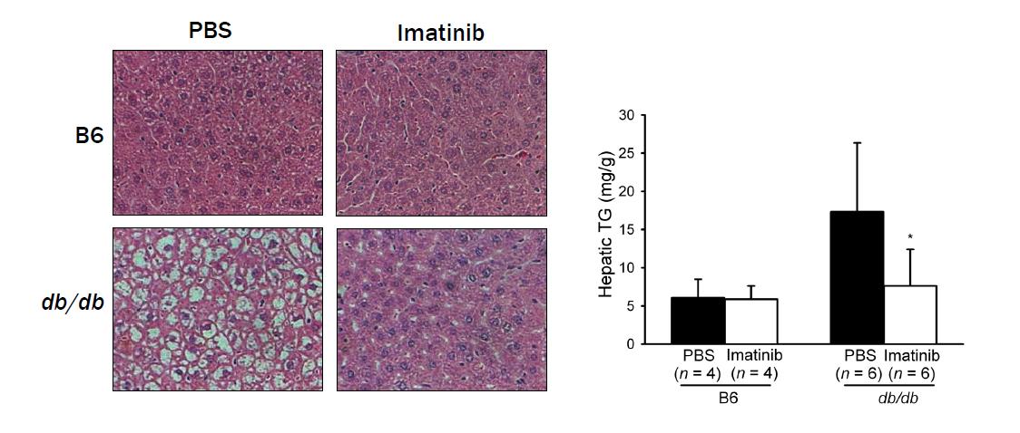 Histological examination 으로 관찰한 결과 Gleevec 에 의하여 db/db 마우스의 fatty liver 가 호전되었으며 (left), hepatic tissue 의 triglyceride content 도 유의하게 감소하였다 (right).