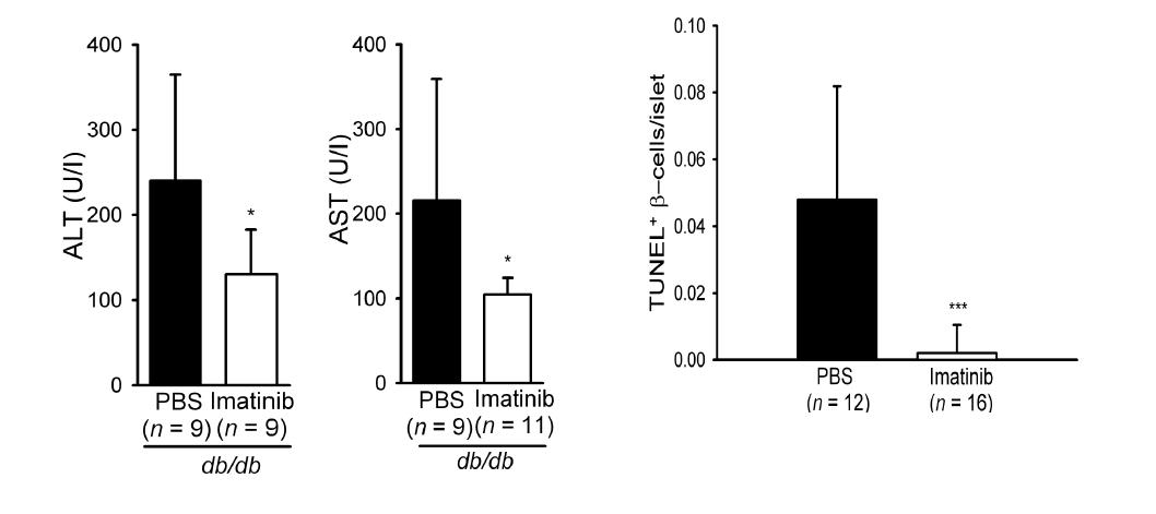 Gleevec 에 의하여 db/db 마우스에서의 liver injury marker 인 ALT/ALT level 도 감소되었으며 (left), pancreatic β-cell 의 apoptosis 도 유의하게 감소하였다 (right).