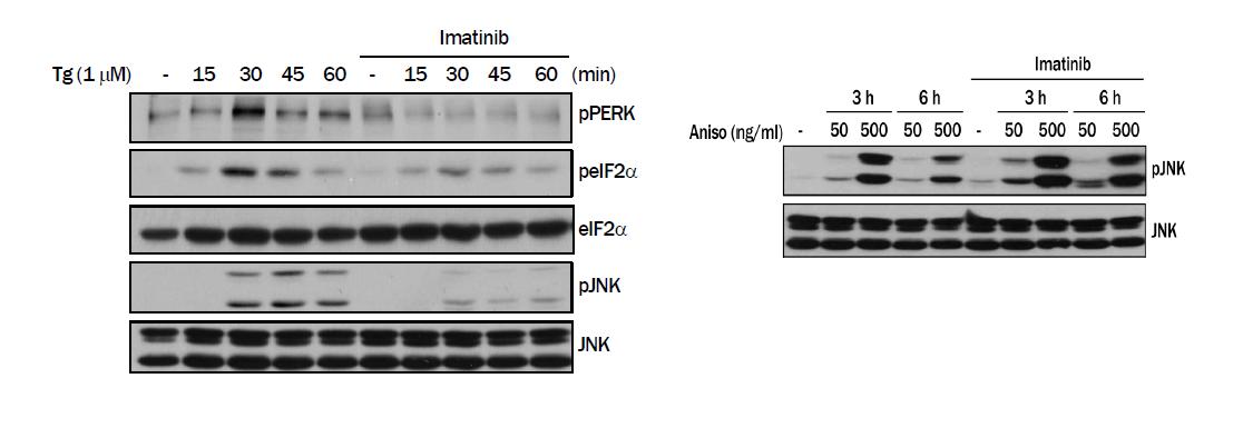 Gleevec 에 의하여 HepG2 cell에서 thapsigargin에 의한 ER stress marker 의 induction 이 유의하게 감소하여 Gleevec 의 effect 가 cell autonomous 함을 보여주었다 (left). 다른 ER stress inducer 인 tunicamycin 의 경우에서도 마찬가지였다 (data not shown). 그러나 ER stress 와 무관하게 JNK activation 을 시키는 anisomycin 의 경우에서 는 Gleevec이 JNK activation 을 감소시키지 못하여 Gleevec effect 가 ER stress에 dependent 함을 알 수 있었다 (right).