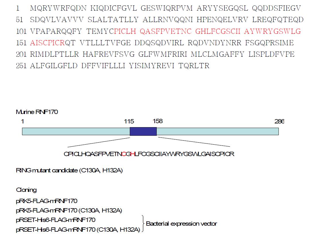 Gleevec target 중 RING finger domain (red) 을 포함하는 putative E3 ligase 인 RNF170의 amino acid sequence, structure 및 mutant 의 제조.