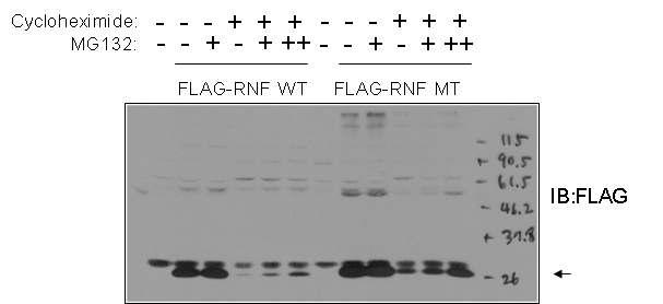 RNF170을 transfection 한 후 Proteasomal inhibitor인 MG132에 의하여 degradation 이 감소됨을 보여 RNF170 이 cell 내에서 in vivo proteasomal degradation을 거침을 알 수 있었다.