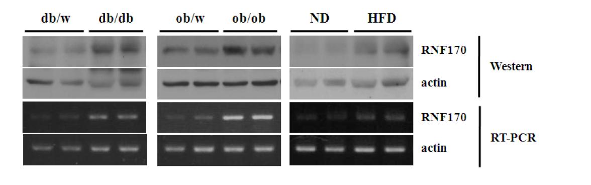 Expression of RNF170 in obesity mouse models.