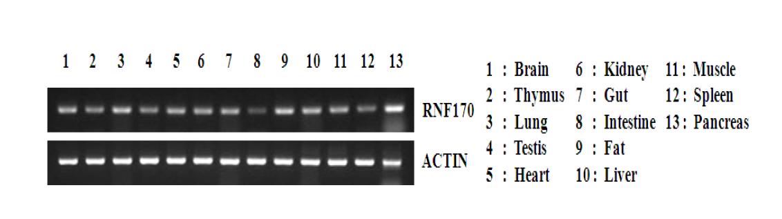 Expression of RNF170 in diverse tissues.