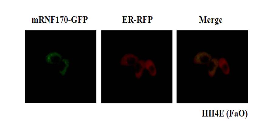 Expression of RNF170 in ER.