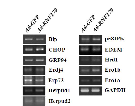 Effect of RNF170 overexpression on UPR.