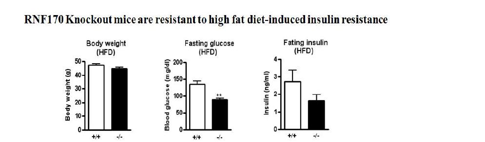 RNF170 knockout 마우스의 high-fat diet에 대한 resistance. RNF170 knockout 마우스는 high-fat diet 투여후 혈당이 정상 마우스에 비하여 혈당치와 insulin 농도가 유의하게 낮음.