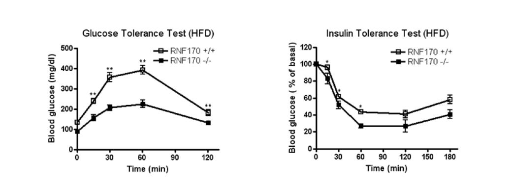 RNF170 knockout 마우스의 high-fat diet에 대한 resistance. RNF170 knockout 마우스는 high-fat diet 투여후의 glucose tolerance가 정상 마우스에 비하여 현저히 개선된 양상을 보이며 (left), insulin 주사후의 sensitivity 도 증가되어 있음 (right).