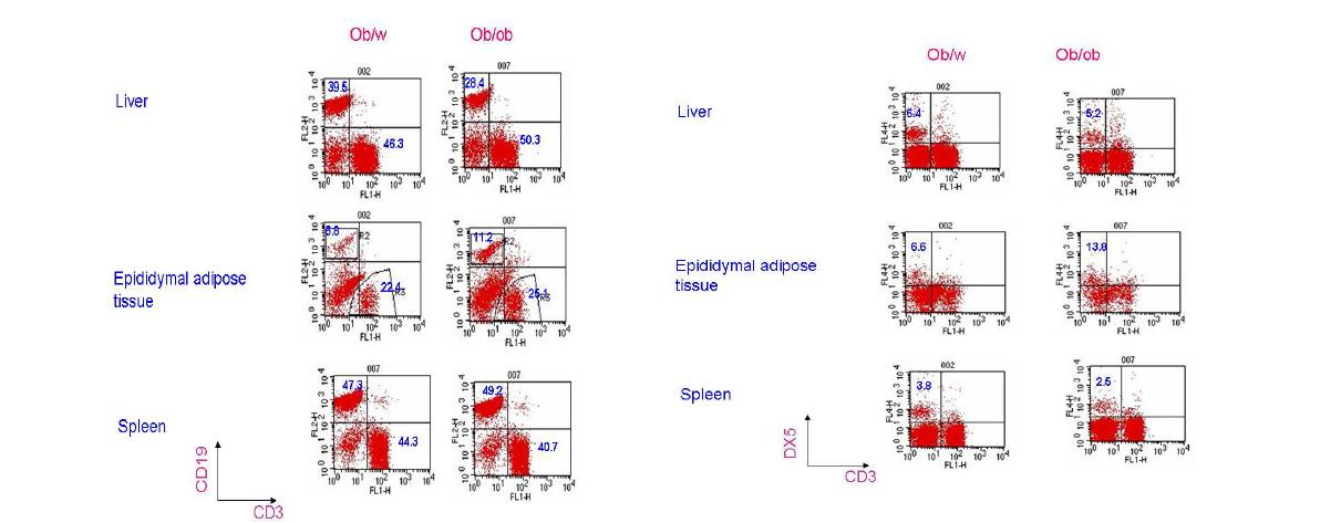 T & B cells infiltrating the liver of ob/ob mice (left). Changes of NK cells in the liver of ob/ob mice (right).