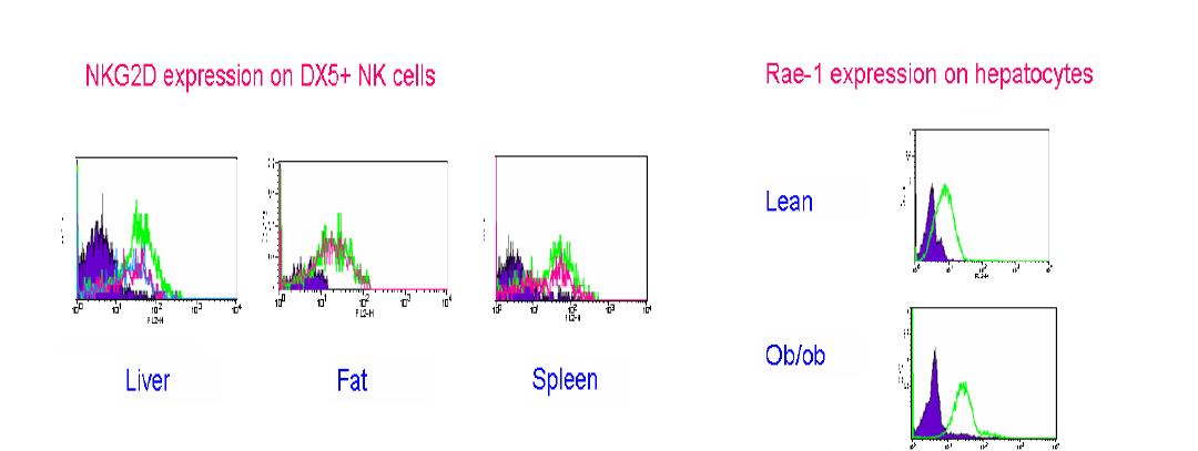 Expression of NKG2D, an activating receptor of NKcells, in ob/ob mice (left).Expression of Rae-1, a ligand for NGK2D, in ob/ob mice (right).