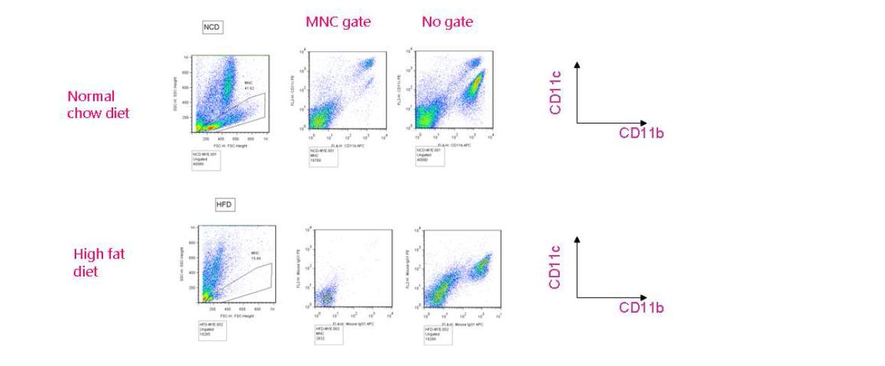 High fat diet 투여한 후 intestine에서 CD11b+ dendritic cell 의 변화.