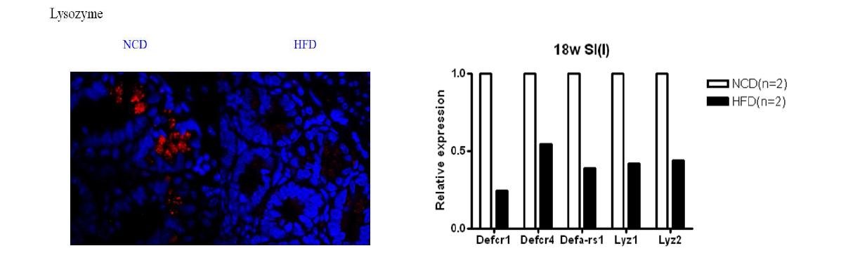 High-fat diet 후 파네트 세포의 변화. High fat diet (HFD) 후에 파네트 세포의 주요 marker인 lysozyme 발현이 normal chow diet group (NCD) 에 비하여 감소됨을 Confocal microscopy로 관찰함 (left). High-fat diet 후 파네트 세포의 AMP의 발현이 저하되어 있음을 real-time RT-PCR로 관찰함 (right).