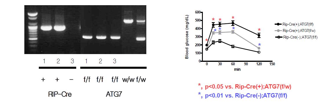 β-cell-specific Atg7 knockout 마우스의 genotyping (left) 및 그 knockout mouse 에서 관찰된 impaired glucose tolerance.