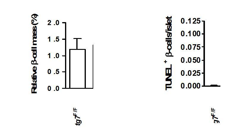 β-cell-specific Atg7 knockout 마우스(Atg7Δβ-cell)의 β-cell mass는 감소되어 있으며 이 는 TUNEL+ β-cell 의 증가로 대변되는 apoptotic β-cell의 증가 (right)와 BrdU-labeled β-cell 로 대변되는 β-cell proliferation의 감소 (data not shown) 때문으로 생각된다.